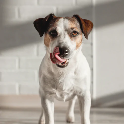 A picture of a Terrier licking their snoot as they walk towards the camera