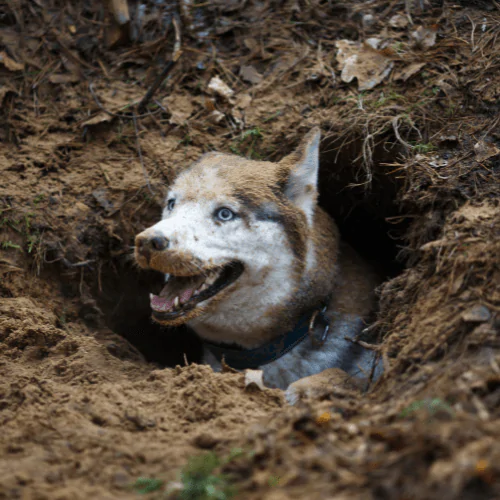 A picture of a Husky covered in dirt coming out of a hole in the woods