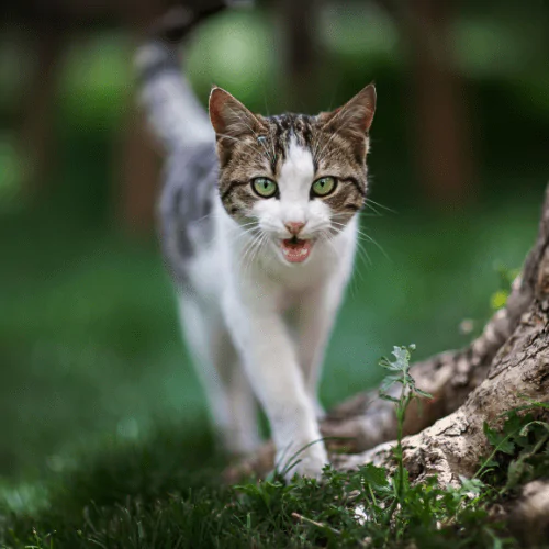 A picture of a tabby cat meowing while walking in the garden