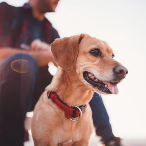 Yellow labrador sat with his owner