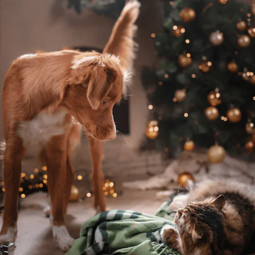 A picture of a Shepherd dog and a cat lying in front of a Christmas tree