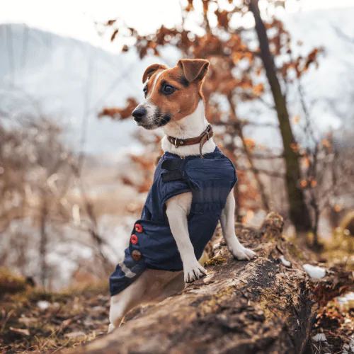 A picture of a Jack Russell Terrier wearing an insulated dog coat on a walk in a snowy wood