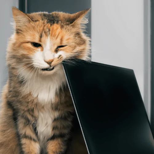 A picture of a long haired cat rubbing their mouth along the edge of a computer