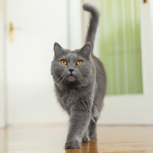 A picture of a grey cat with amber eyes walking towards the camera with their tail held high