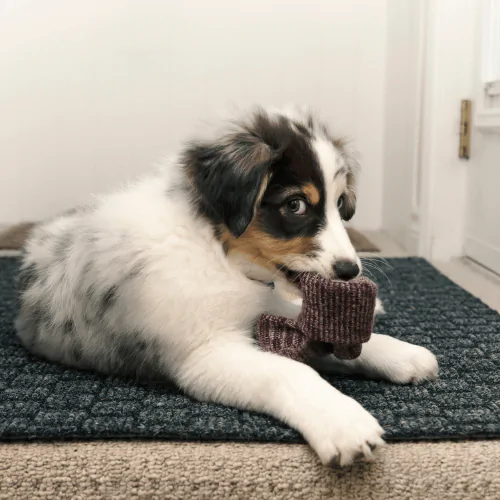 A picture of a Sheepdog puppy holding a sock