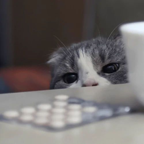 A picture of a grey and white cat sneakily looking at a packet of medicine