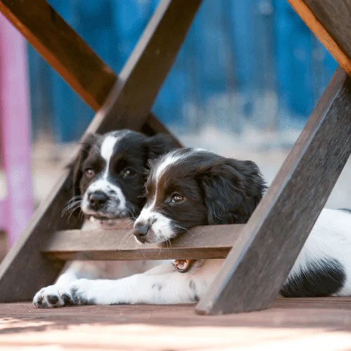 A picture of two Spaniel puppies, one of which is chewing a wooden garden furniture leg