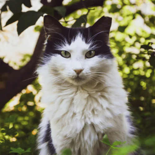 A picture of a long haired black and white cat sat in the garden