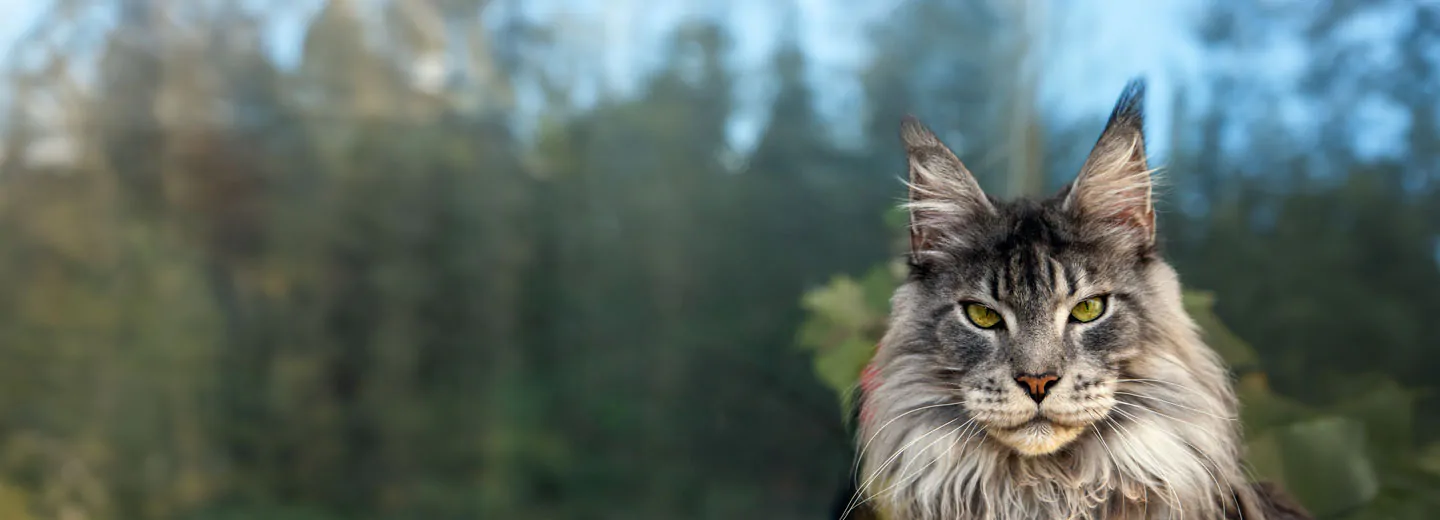 A majestic older cat