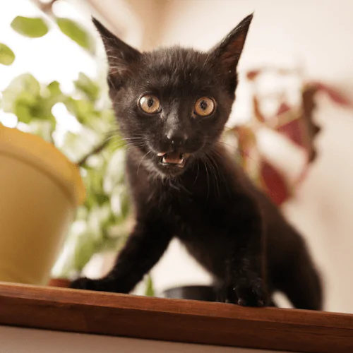 A picture of a black cat sat on a table looking at the camera