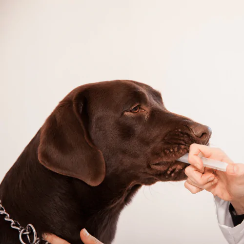 A picture of a chocolate Labrador being given liquid medicine
