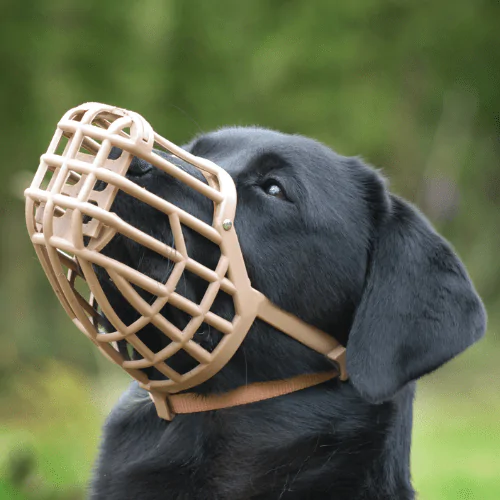 A picture of a Black Labrador wearing a basket muzzle