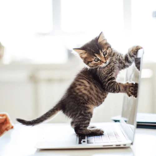 A picture of a long haired kitten climbing on a laptop