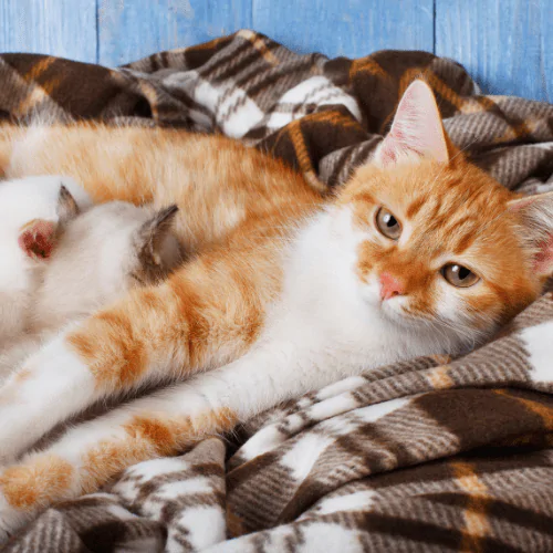 A picture of a ginger mother cat nursing her kittens on a blanket