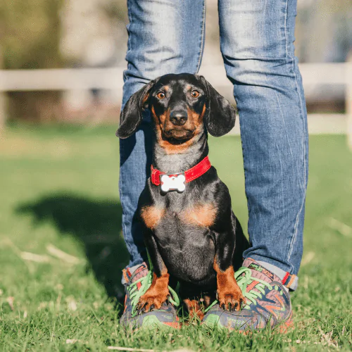 A picture of a Dachshund sat between their owner's legs watching something out of shot