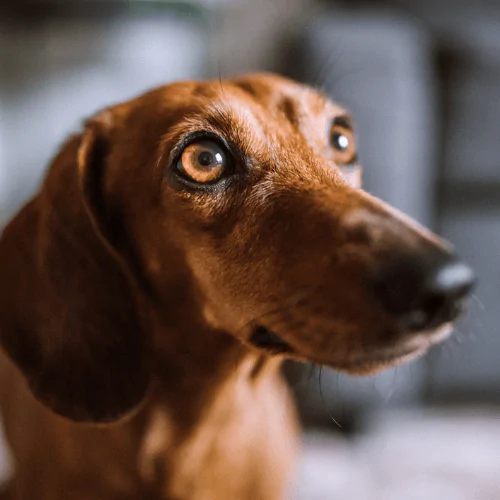 A picture of a tan Dachshund looking off into the distance