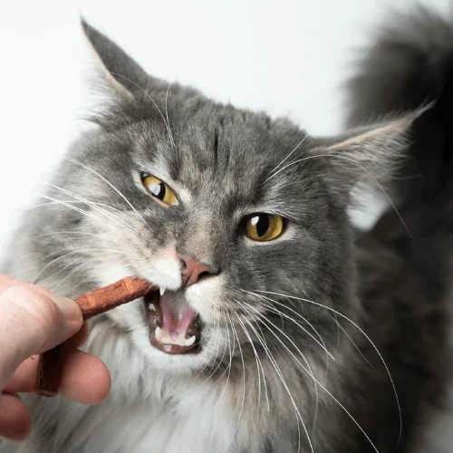 A picture of a long haired grey cat eating a treat