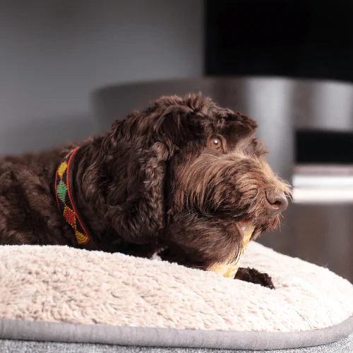 A picture of a Poodle mix dog chewing a dental stick