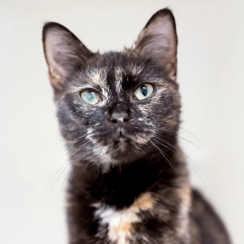 A picture of a mixed fur moggie cat with a cloudy eye