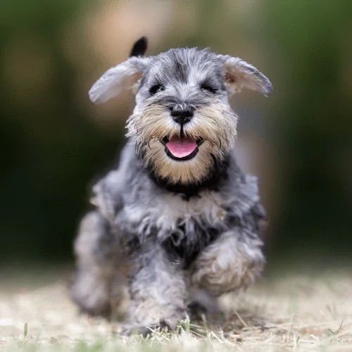 A picture of a Mini Schnauzer puppy running in the grass