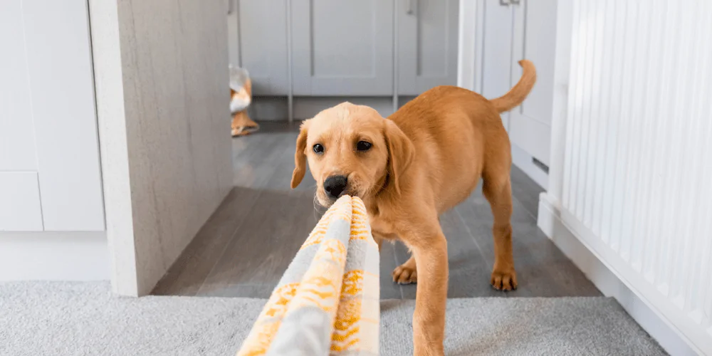 A picture of a Lab puppy pulling on a blanket