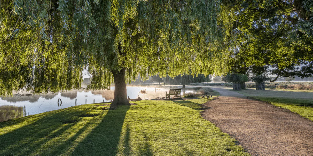 A picture of Bushy Park