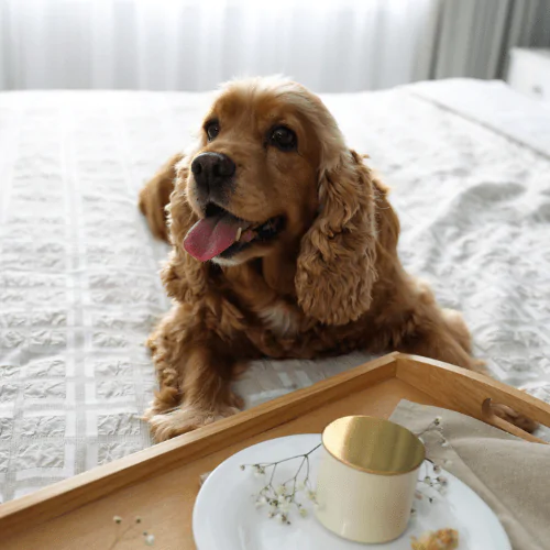 A picture of a dog in a hotel, lying on the bed
