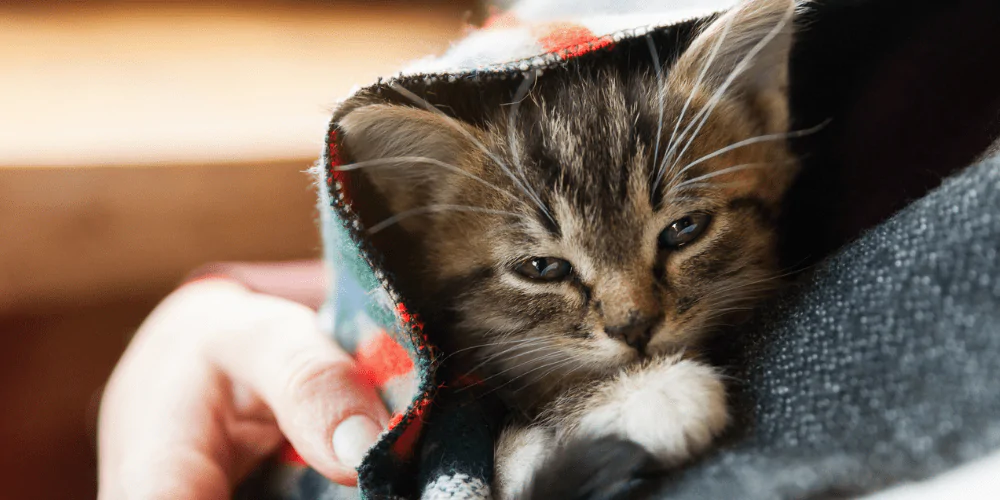 A picture of a sleepy kitten cuddled up with with their owner