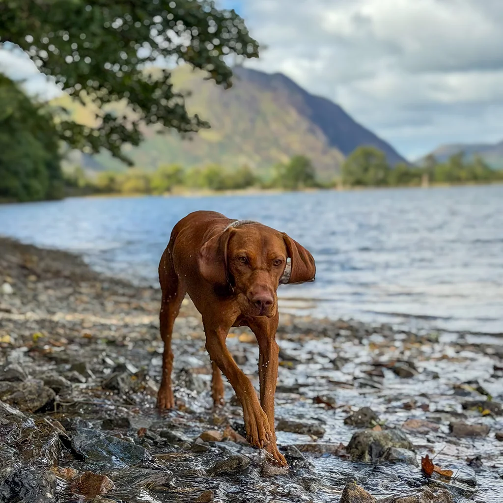 A lovely Hungarian Vizsla walking on the shore at Buttermere (courtesy of @maya_indie_lena)
