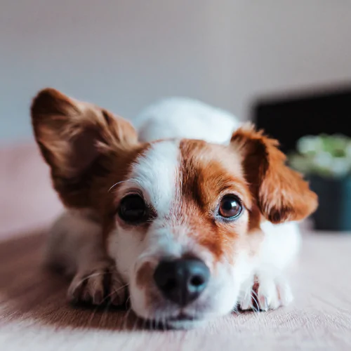 A picture of a Jack Russell Terrier lying down with one ear up and one ear down