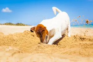 A picture of a Jack Russell digging at the beach