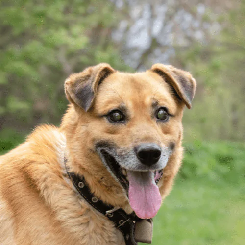 A picture of a blind mixed breed dog smiling at the camera