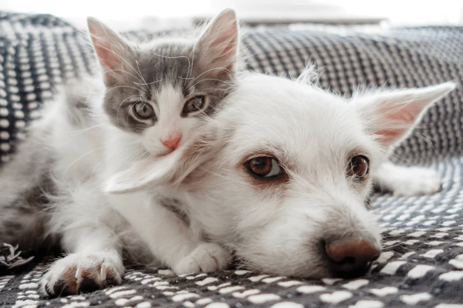 A picture of a kitten and a Terrier dog cuddled together