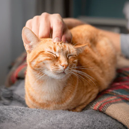 A picture of a ginger cat lying on an armchair being stroked by their owner