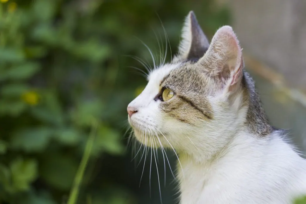 A picture of a grey and white cat looking left