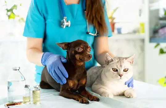 A picture of a Miniature Pinscher and white cat at the vet