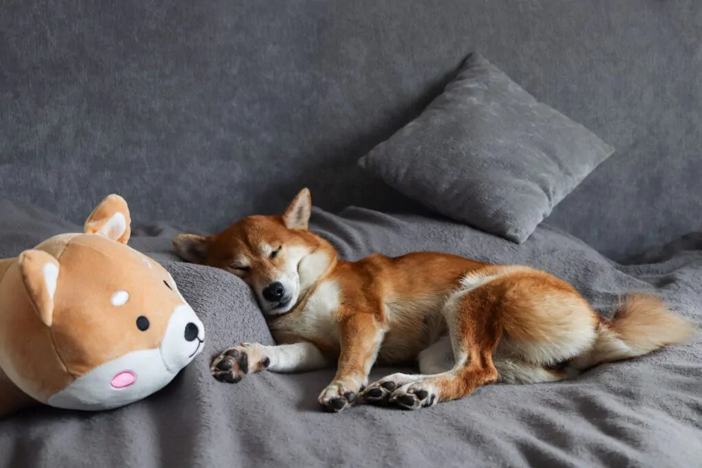 Rescue dog resting 
