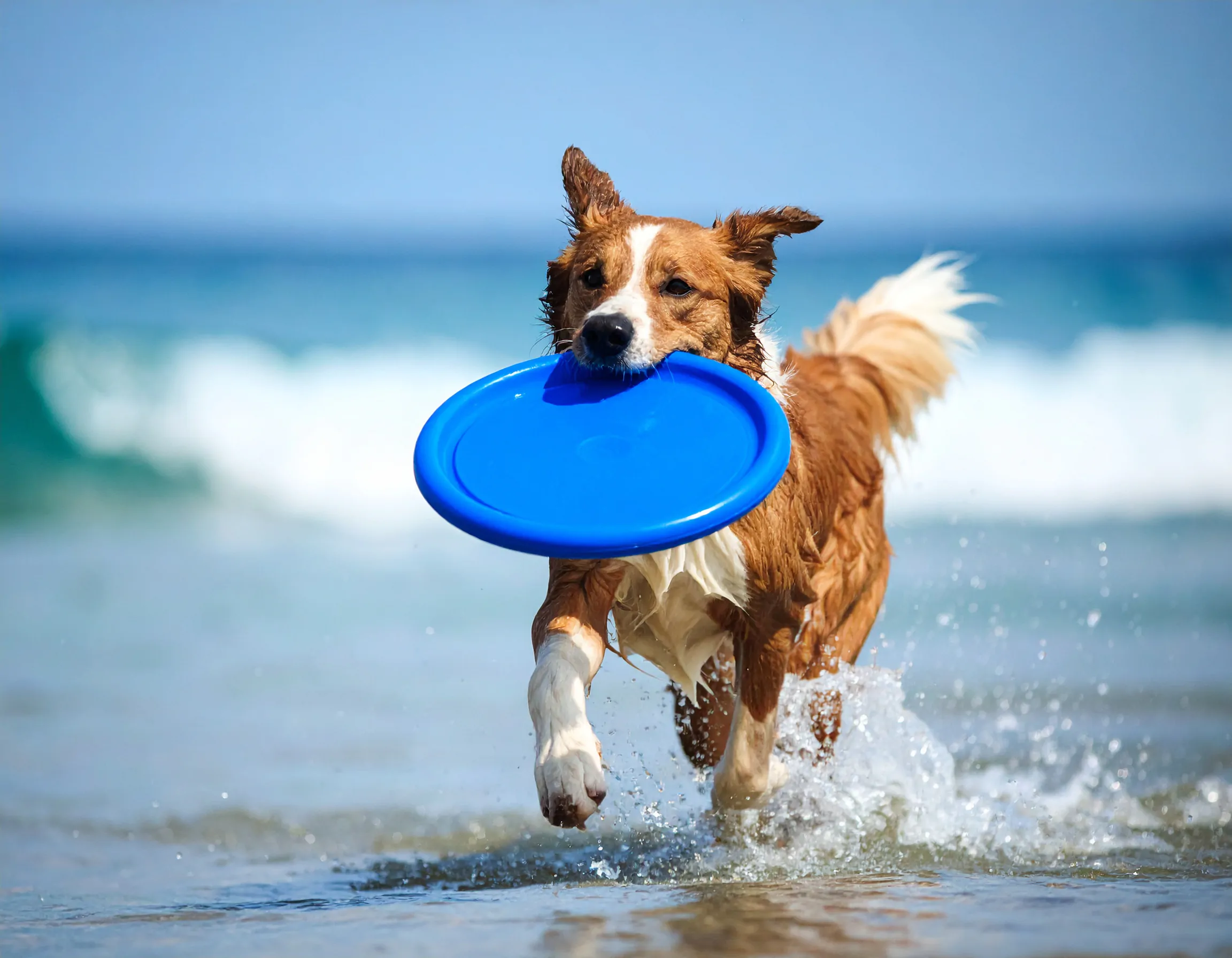 an image of a dog fetching a navy blue frisbee, with a playful and energetic demeanor, surrounded by lush greenery.