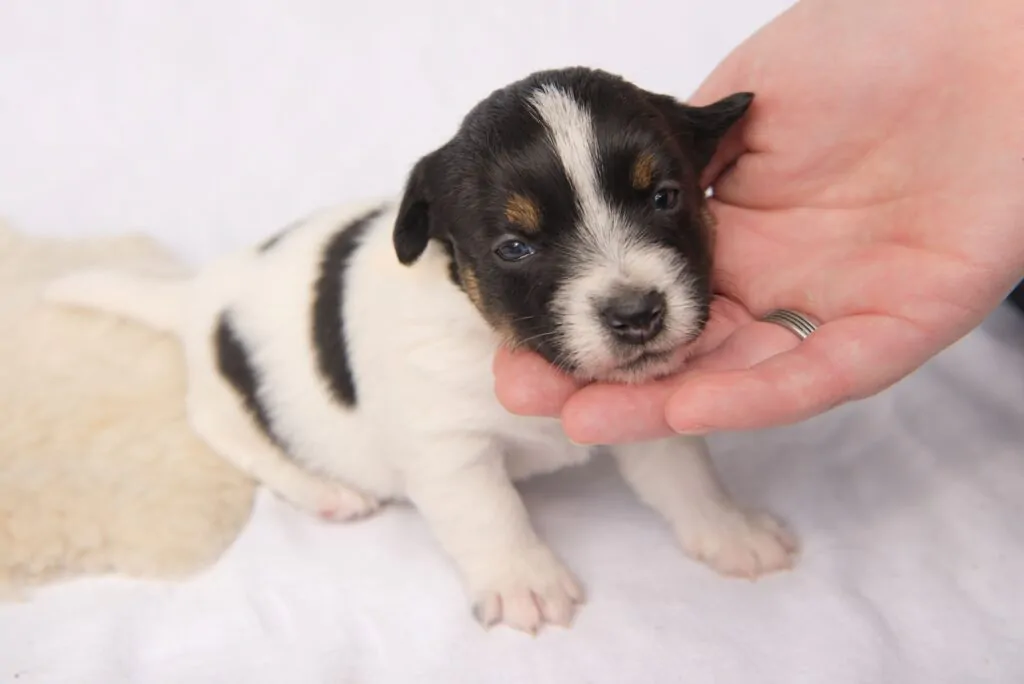 Puppy with the breeder