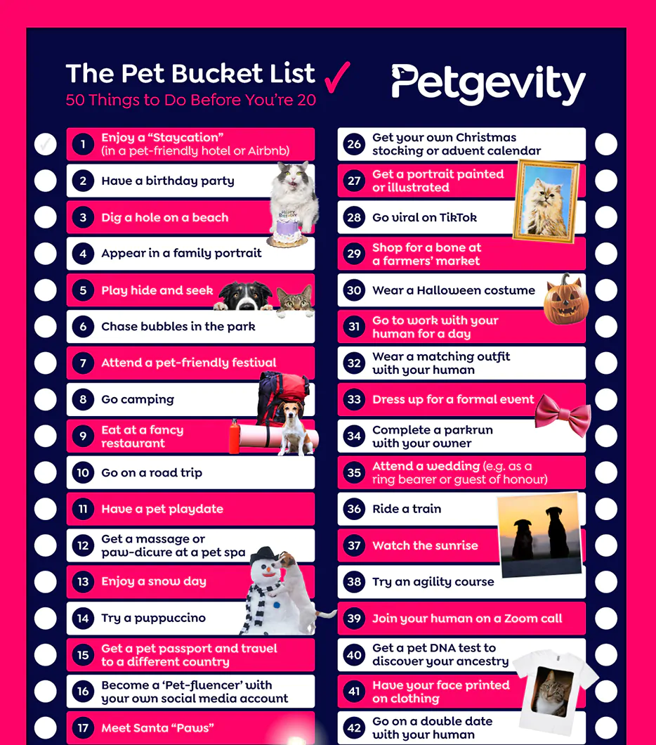 Top Activities & Things to Do With Your Dog or Cat