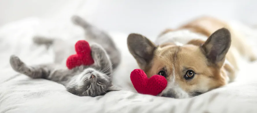 an image of a cute cat and corgi dog are lying on a white bed together surrounded by knitted red hearts
