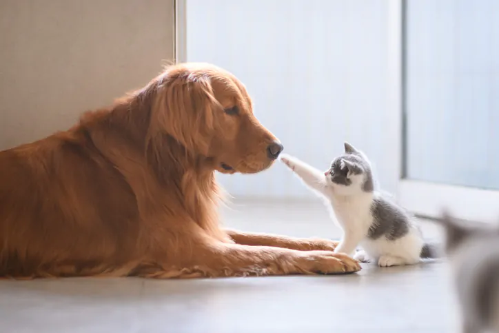 an image of a Golden retriever and a kitten petting