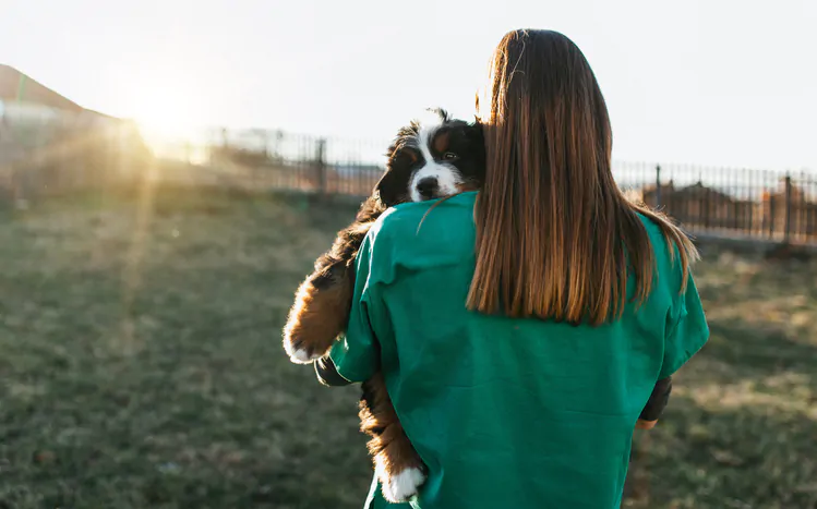 an image of young female veterinarian checking or examining purebred Bernese Mountain dog puppies.