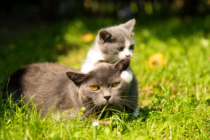 an image of a cat with the baby kitten on grass