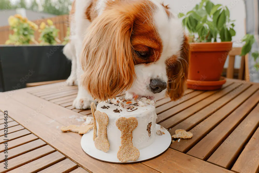 Cavalier eating a birthday cake