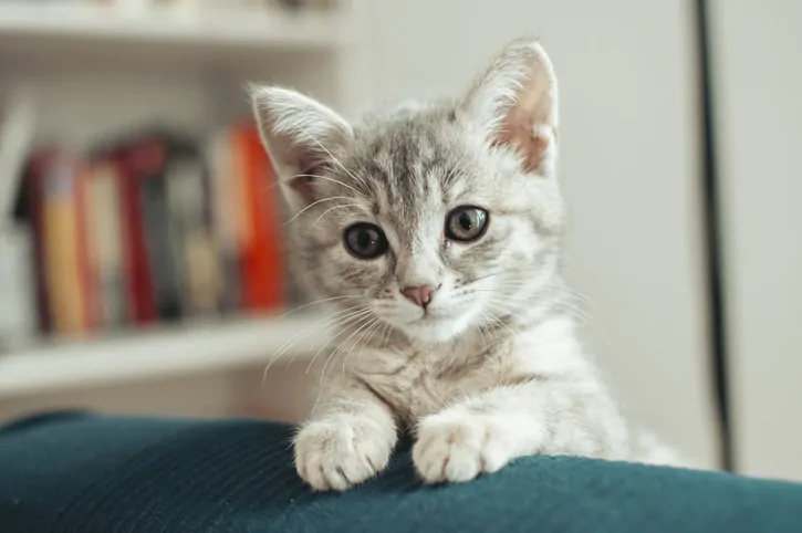 an image of a Small cat face waiting for food