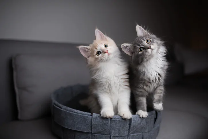 an image of two playful maine coon kittens standing in pet bed looking into the light source curiously and tilting their heads