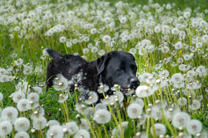 Wet Labrador Dog in Meadow Full of Dandelion Seed Heads Calm and Playful Scene in Green Nature