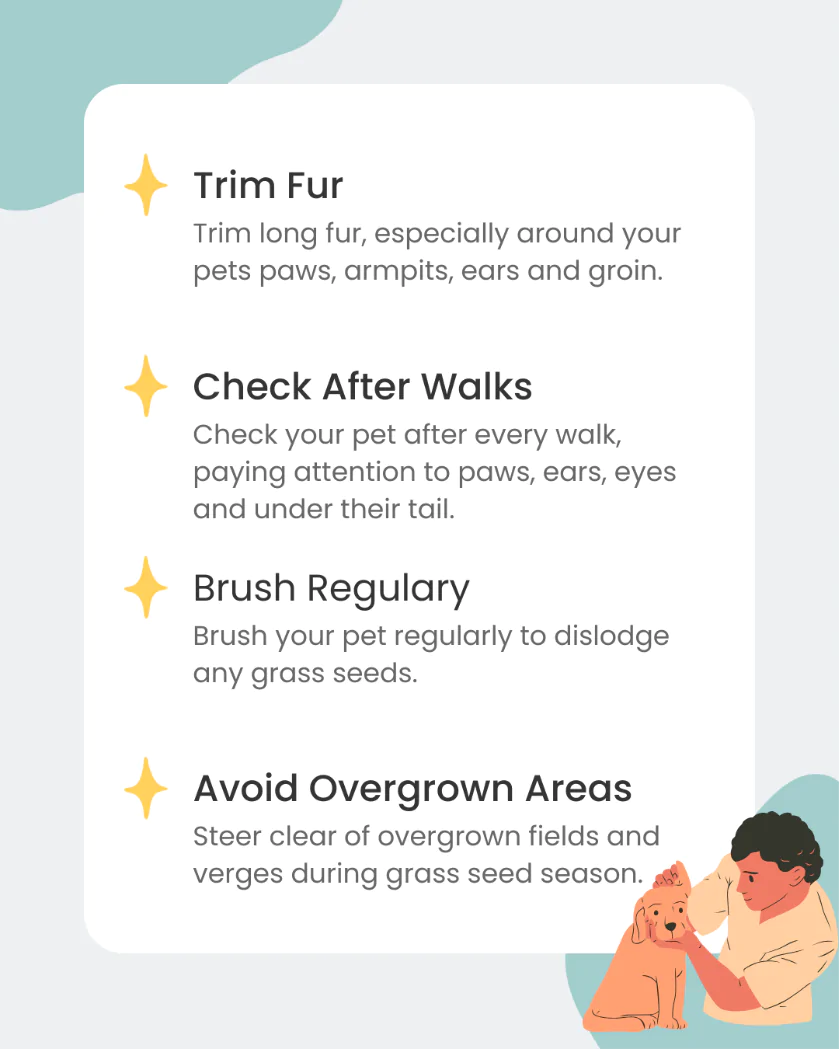 an infographic about prevention tips for grass seeds