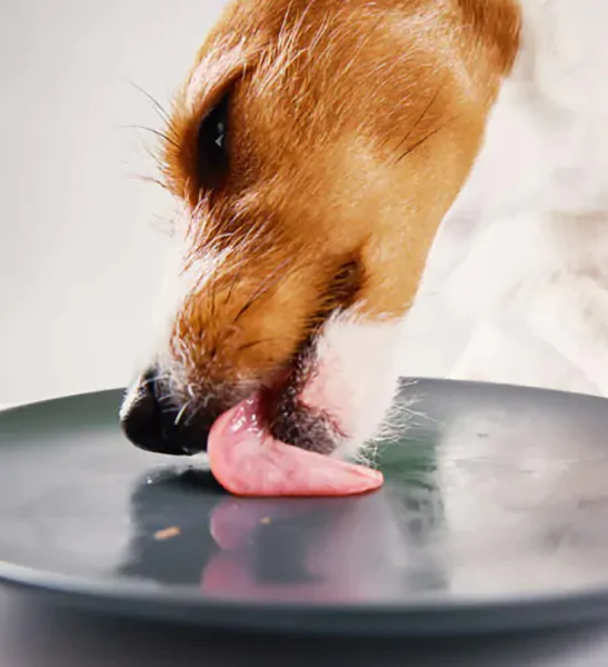Dog licking a plate clean after eating, close-up of a happy pet enjoying its meal